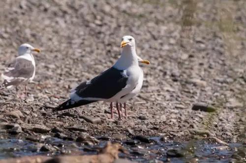 Отпушване на канали Варна — машинно отпушване на канализация