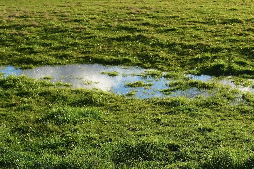 Подгизнала тревна площ с локва вода